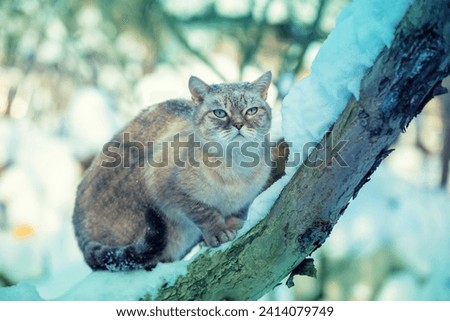 Cute cat sits outdoors on the tree in  snowy winter. 