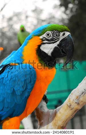 Beautiful Photo of Macaw Parrot