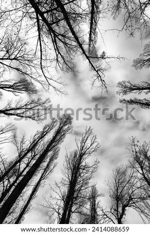 Poplar grove over the Jucar River under cloudy sky. Monochrome picture.