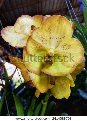 Yellow​ Vanda Coerulescens Griff Orchid​