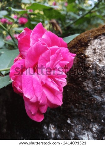 Pink rose flowers with leaves and wall background photo.