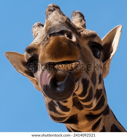 A funny giraffe playing with its tongue Royalty-Free Stock Photo #2414092521