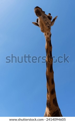 A very long neck of a giraffe where you can see the vertebrae