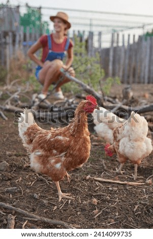 Chicken farm poultry industry stock photo