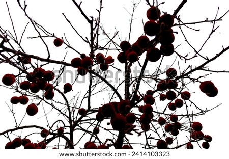 Apples on tree in winter with snow on umbrage Royalty-Free Stock Photo #2414103323