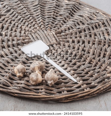 Bulbs of   Allium nigrum and garden sign on a wicker circle before planting