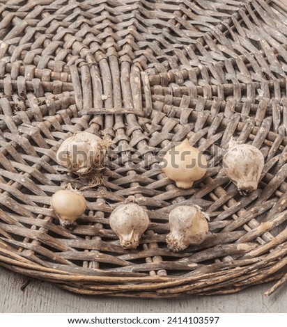 Bulbs of   Allium nigrum and garden sign on a wicker circle before planting