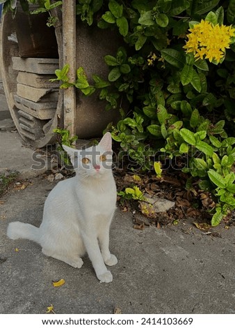 A roadside cat with roadside flowers that looks naive and adorable. Royalty-Free Stock Photo #2414103669