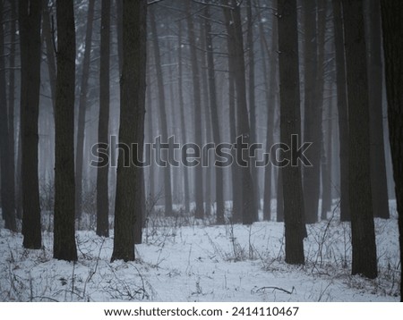 Winter snowy misty forest wallpaper. Tall pines in the fog
