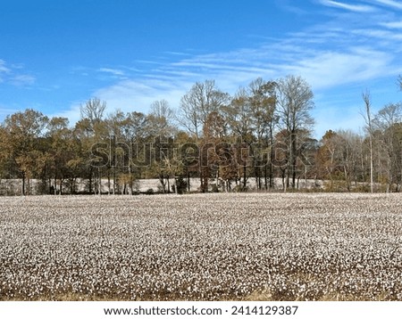 Cotton field and blue sky