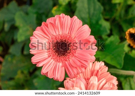 Macro details of flower with green leaves background