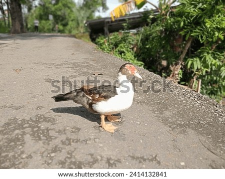 In one village there were many ducks walking on the road