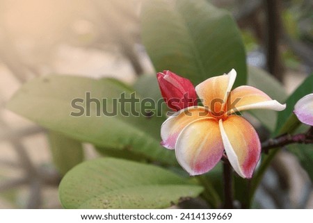 Beautiful Plumeria Rubra orange flower with copy space for text.