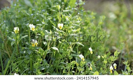 Viola arvensis. field violet grows in the meadow. small delicate white-yellow flower on a green background. wild forest beautiful viola flowers, on a blurred green background, close-up