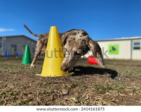 dog playing game finding food under cone outside, doggy daycare business, dachshund Royalty-Free Stock Photo #2414161875
