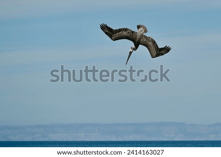 Pelican flying Head down for fishing at Baja California Royalty-Free Stock Photo #2414163027