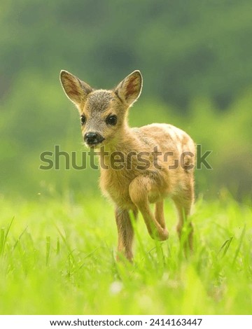 The Chinese water deer, native to China and Korea, is known for its distinctive appearance with prominent tusks instead of antlers. These elongated canine teeth are present in both males and females.
