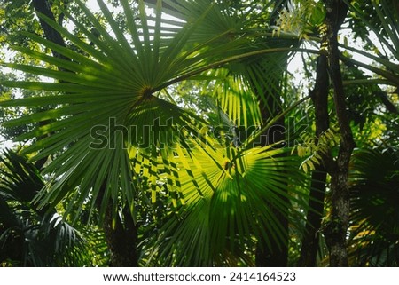 Large green palm leaves in the sun.