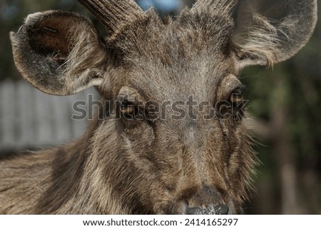 Close up of a deer in the forest, Deer background.