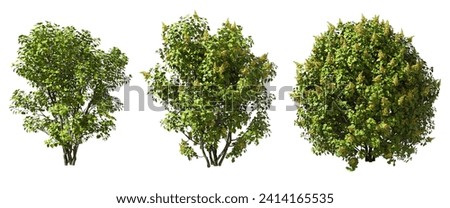 Gardening shrubbery flowery trees cutout white backgrounds 3d illustration