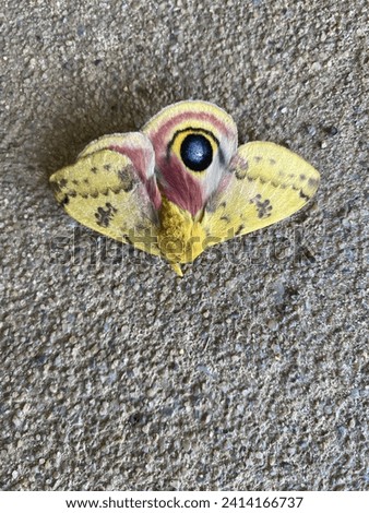 Beautiful picture of Polyphemus moth.