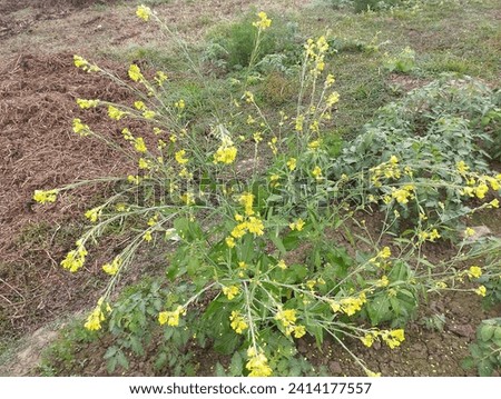 Clusters of yellow flowers gathered in thick fog.
