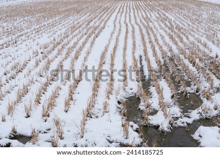 Pictures of Rice Paddies in Winter