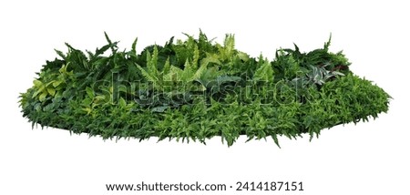 Green and variegated leaves of tropical foliage plants bush with various types of ferns, philodendron, Calathea peacock plant, and Ti plant. Tropical rainforest garden nature backdrop on white. Royalty-Free Stock Photo #2414187151