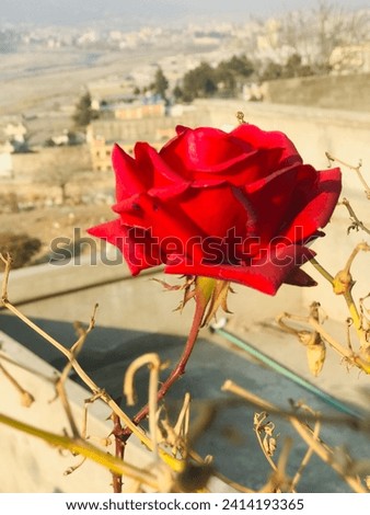 The red rose feeling lovely it’s a good pic and use for the love