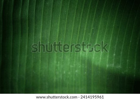 Banana leaves, elegant with distinctive width and length, portray a refreshing sight in vibrant green. Their unique shape and fiber details add artistic character, symbolizing tropical beauty.