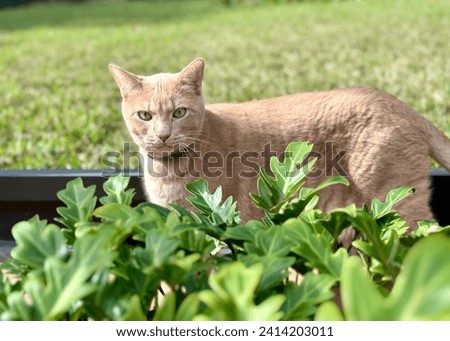 Large male buff color, green eyed cat, standing behind green plants, ears back, in a screened in enclosure, green grass in the background. 
