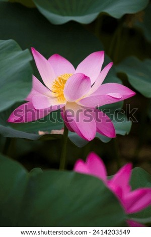 Lotus, nature, flower, pond, water