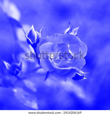 Blooming rose and buds, color background for text, blue photography