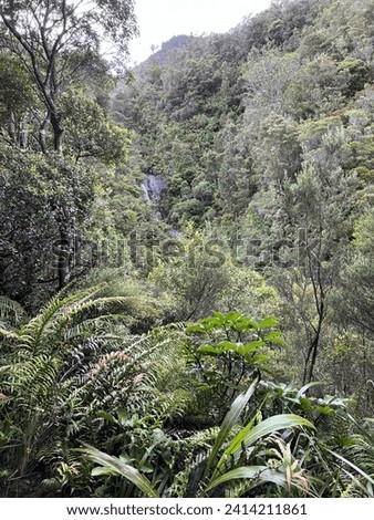 Rain Forest New Zealand Volcano 