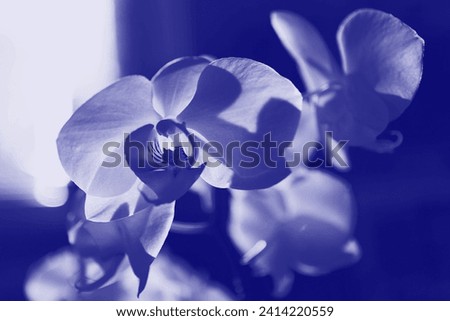 Beautiful orchid, blooming flower, flowering plant, floral background for text, blue photo