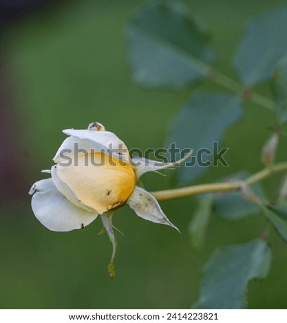 Flower of Yellow Rose in the summer garden. Close bud of Yellow Roses with shallow depth of field. Beautiful Rose in the sunshine. Yellow garden rose on a bush in a summer garden.