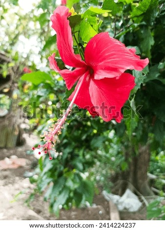 hibiscus flower, with long pistils, beautiful red color