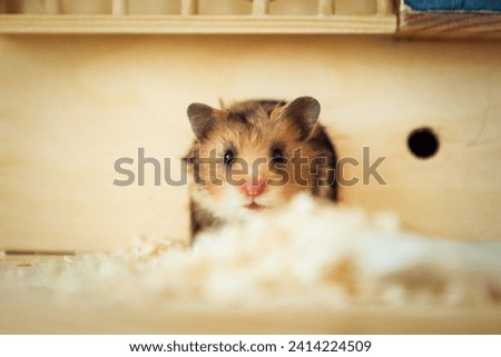 Syrian hamster looking out of the hole. Hamster in the house. Small pet.