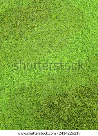 A picture of grass s 