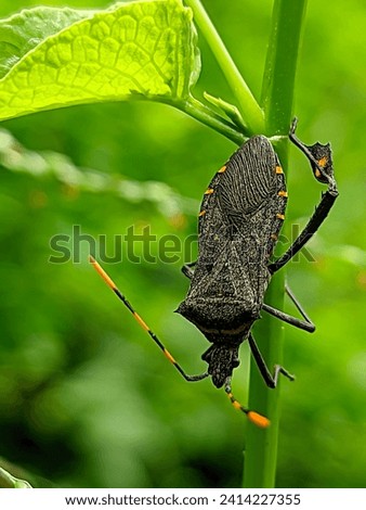 squash bug or anasa tristis