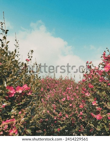 A Beautiful Blooming Camelia Flowers 