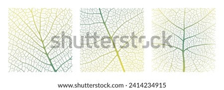 Leaf vein texture abstract background with close up plant leaf cells ornament texture pattern. Green and white organic macro linear pattern of nature leaf foliage vector illustration. Royalty-Free Stock Photo #2414234915