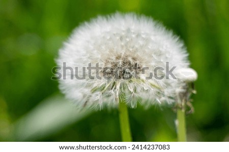 Fluffy dandelion in green grass.
