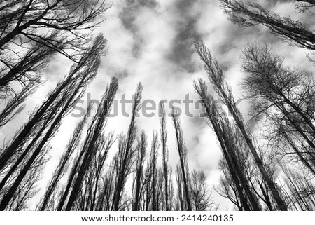 Poplar grove over the Jucar River under cloudy sky. Monochrome picture.