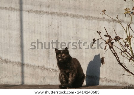 A grey cat resting in the sunlight
