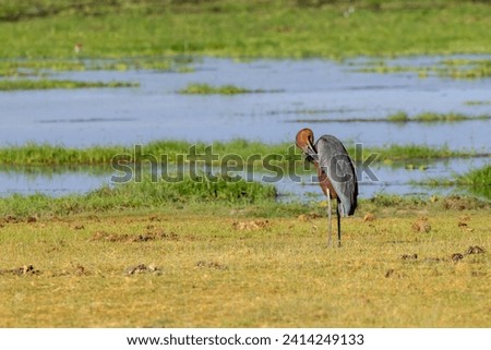 one goliath heron in Ambosli NP