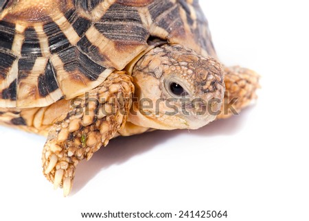 Tortoise closeup isolated on white background