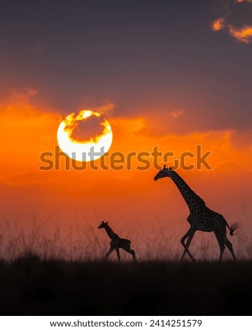 Picture in masai mara for giraffes running during sunrise