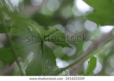 outdoor bright picture of picture of view from under the branches of a papaya tree, looking upwards, looking upwards