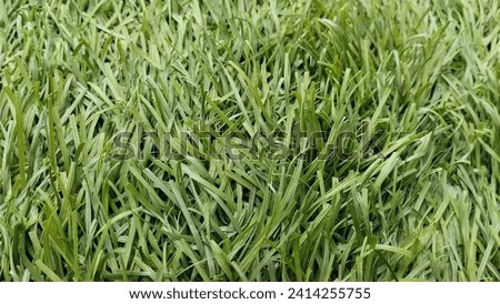 Green synthetic grass has edges that are not sharp Royalty-Free Stock Photo #2414255755
